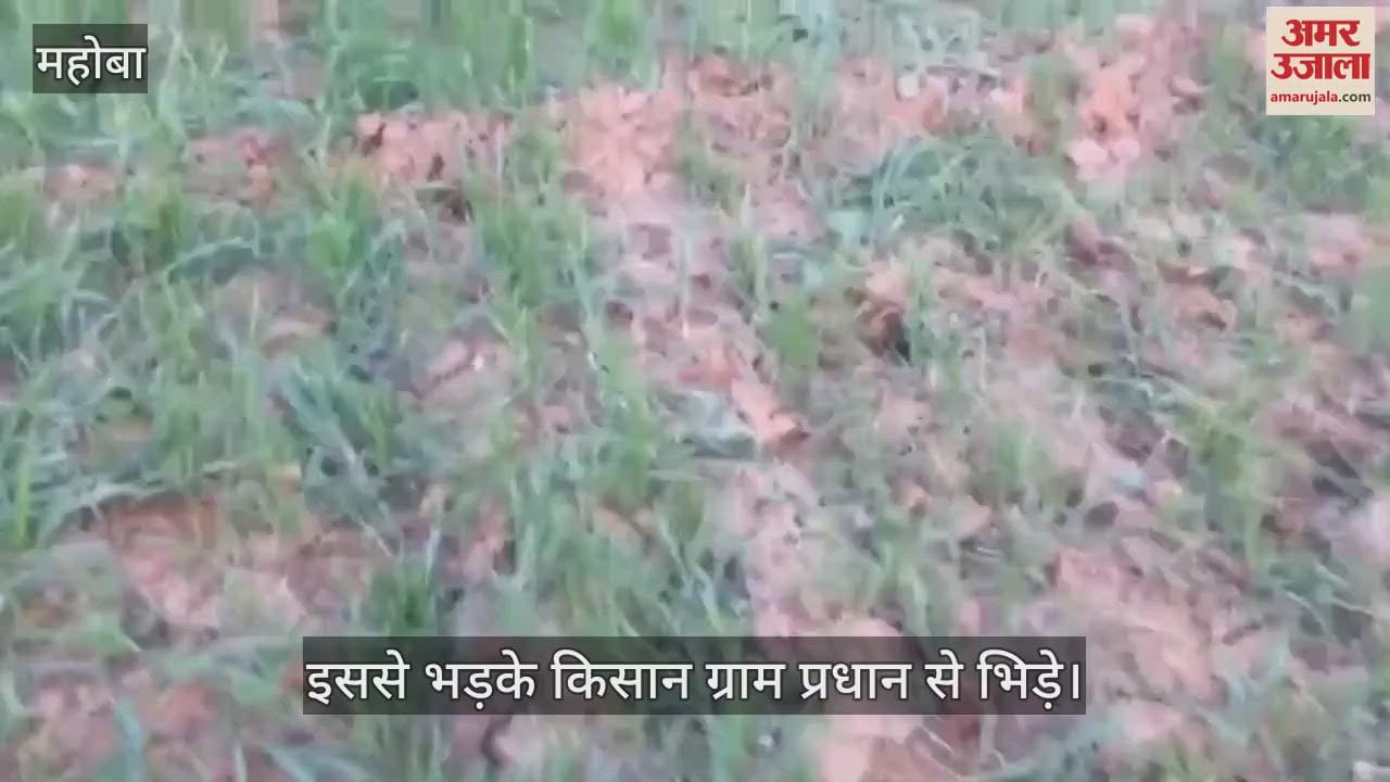 VIDEO : Gaushala's net cut, cattle ate up farmers' crops