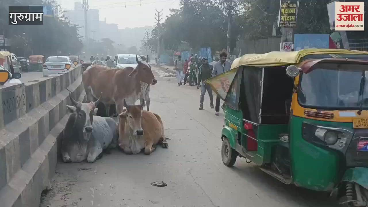 VIDEO : Destitute animals sitting on the roadside in Gurugram