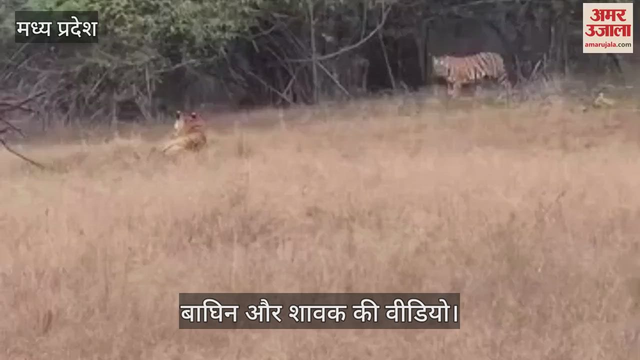 Umaria Bandhavgarh Tiger Reserve love between mother son will captivate you watch this video of tigress cub