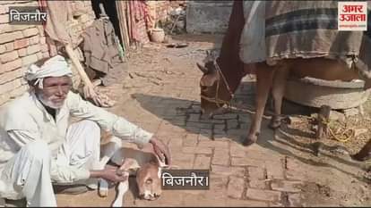VIDEO : In Bijnor, a cow gave birth to a calf with two mouths and three eyes, becoming a subject of curiosity