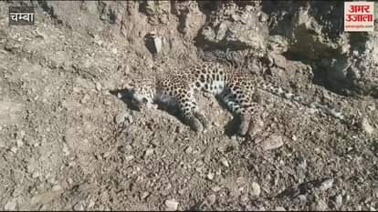 VIDEO : Leopard found dead in Kuthed Panchayat department busy in finding out the cause of death