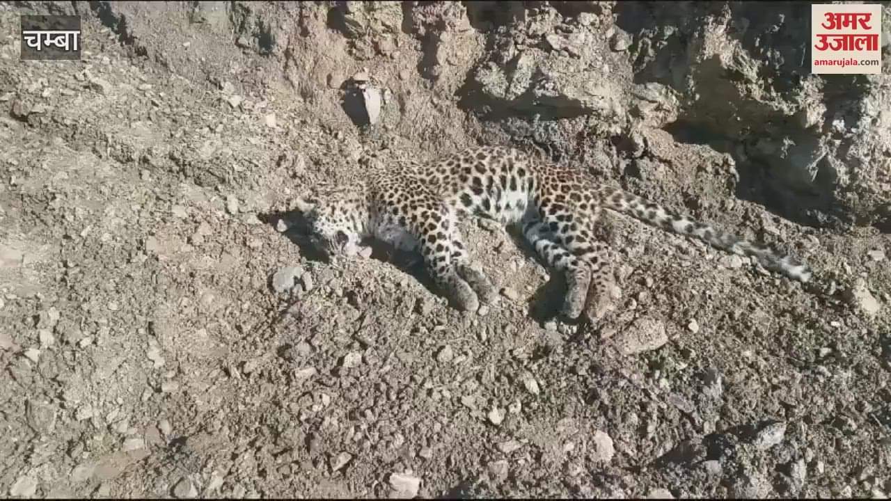 VIDEO : Leopard found dead in Kuthed Panchayat department busy in finding out the cause of death