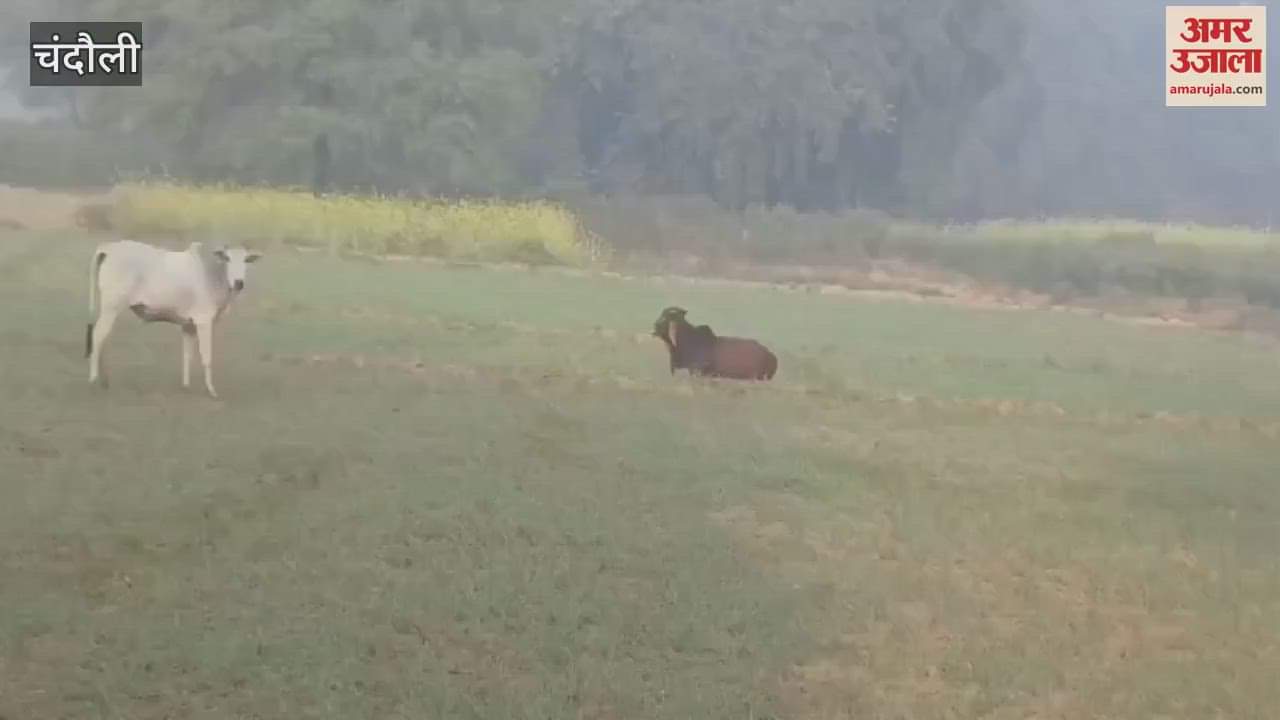 VIDEO : Stray animals roaming in cold causing damage crops in Chandauli