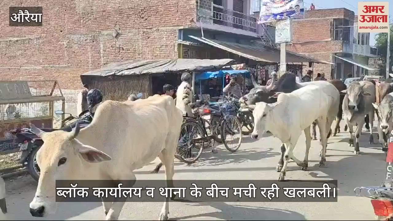 VIDEO : armers brought 100 stray cattle by chasing them away