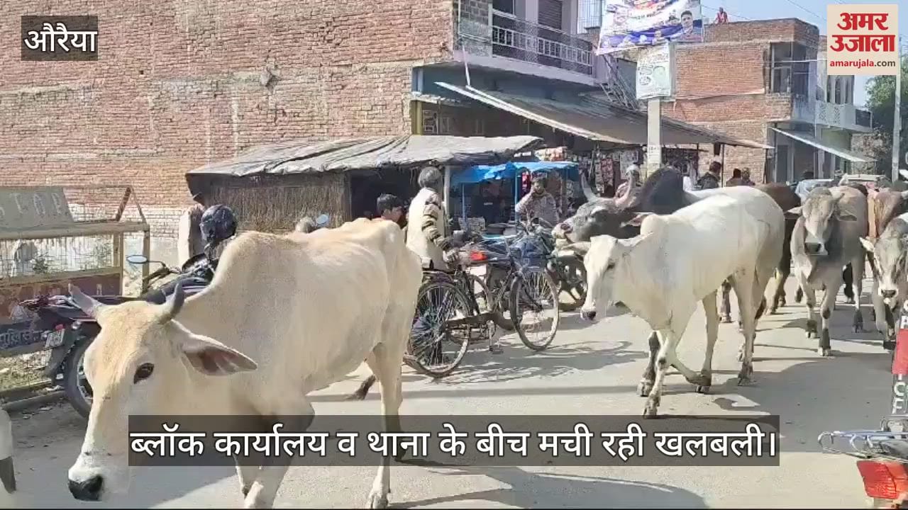 VIDEO : armers brought 100 stray cattle by chasing them away