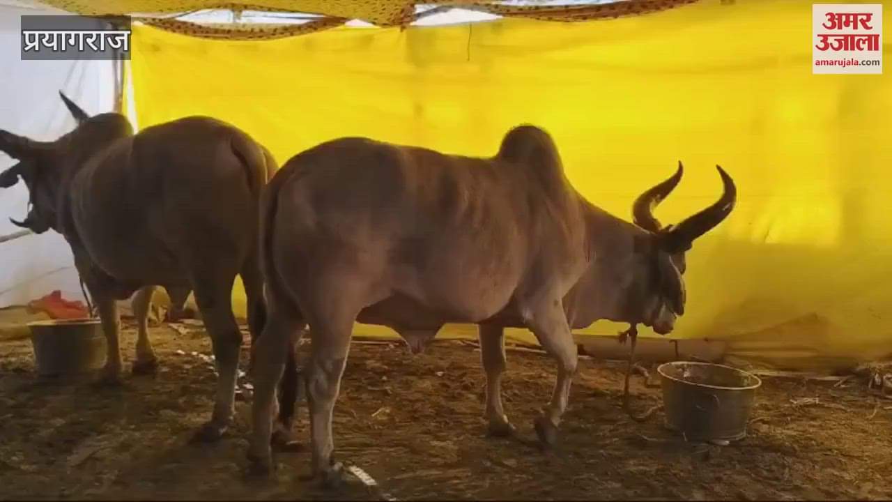 VIDEO : Pair of bulls has attracted everyone s attention In Mahakumbh