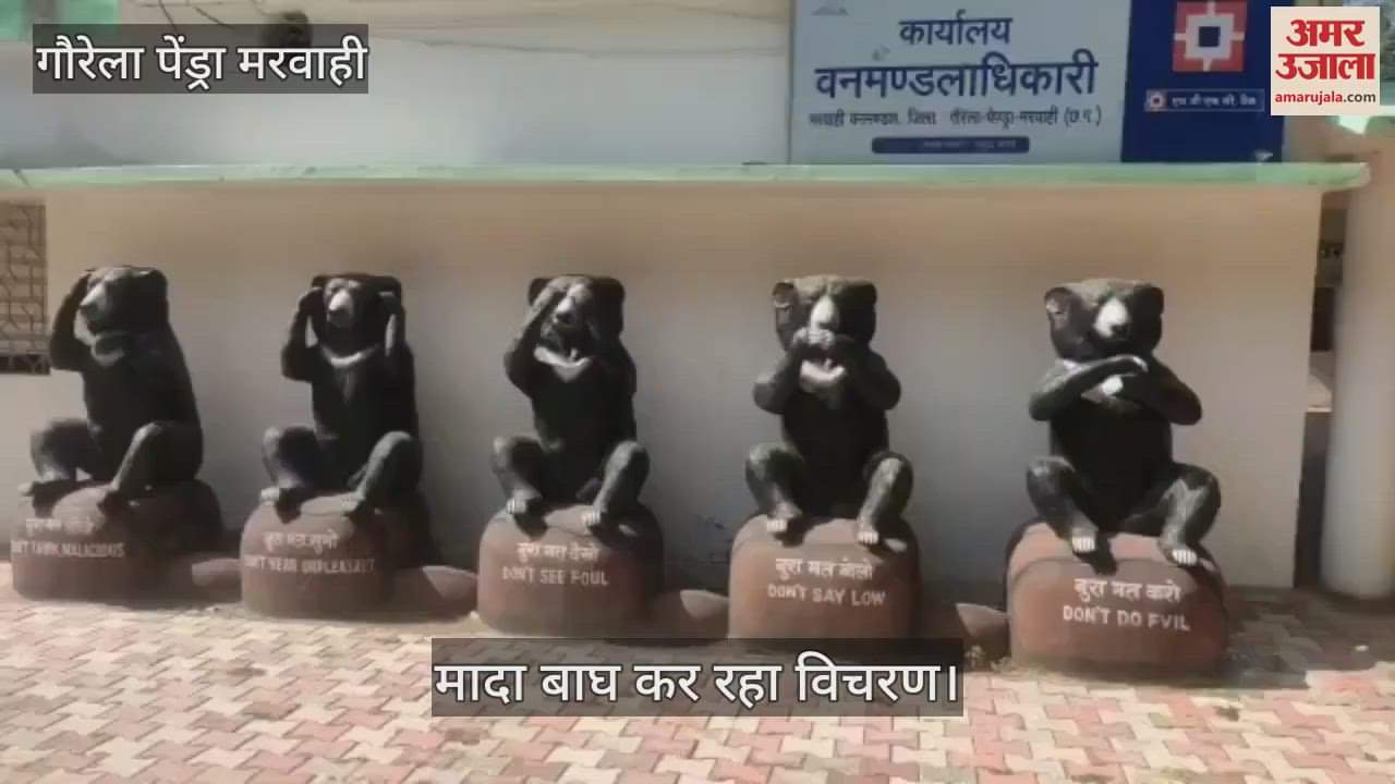 VIDEO : Female tiger roaming near Jwaleshwar Mahadev temple in Gaurela Pendra Marwahi