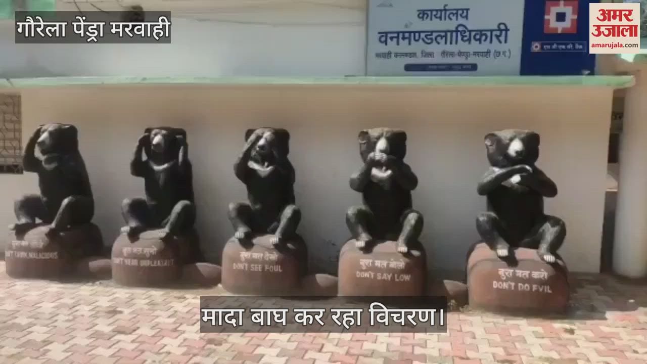 VIDEO : Female tiger roaming near Jwaleshwar Mahadev temple in Gaurela Pendra Marwahi