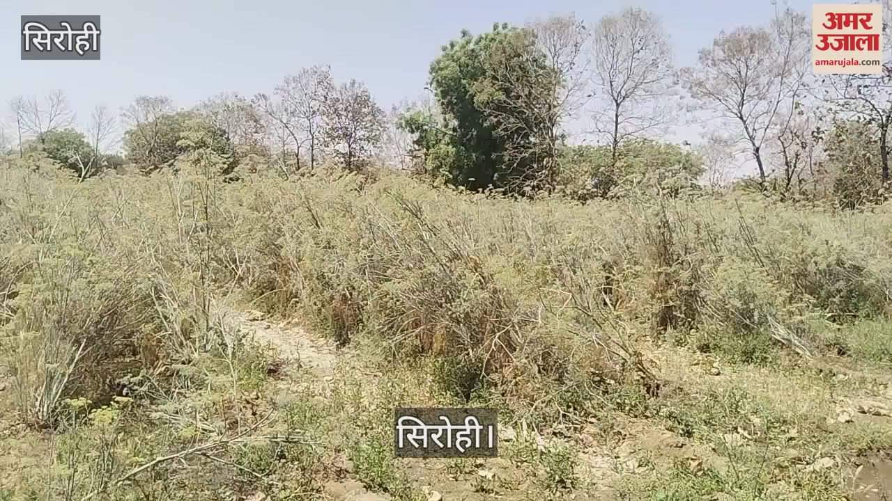 Disease hits fennel in Abu Production reduced by 60 percent this time it is difficult recover cost of sowing