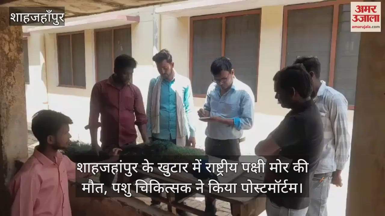 VIDEO : National bird peacock died in Khutar of Shahjahanpur