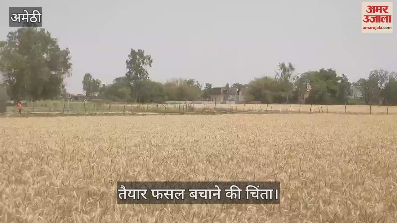 VIDEO : Amethi: आसमान में बादल देखकर सहमे किसान, तैयार फसल बचाने की चिंता