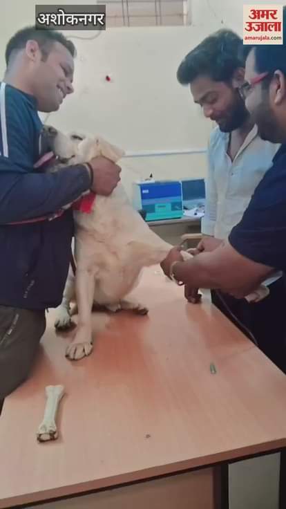 A female dog's life was saved by getting a male dog to donate blood, know why you need to read this