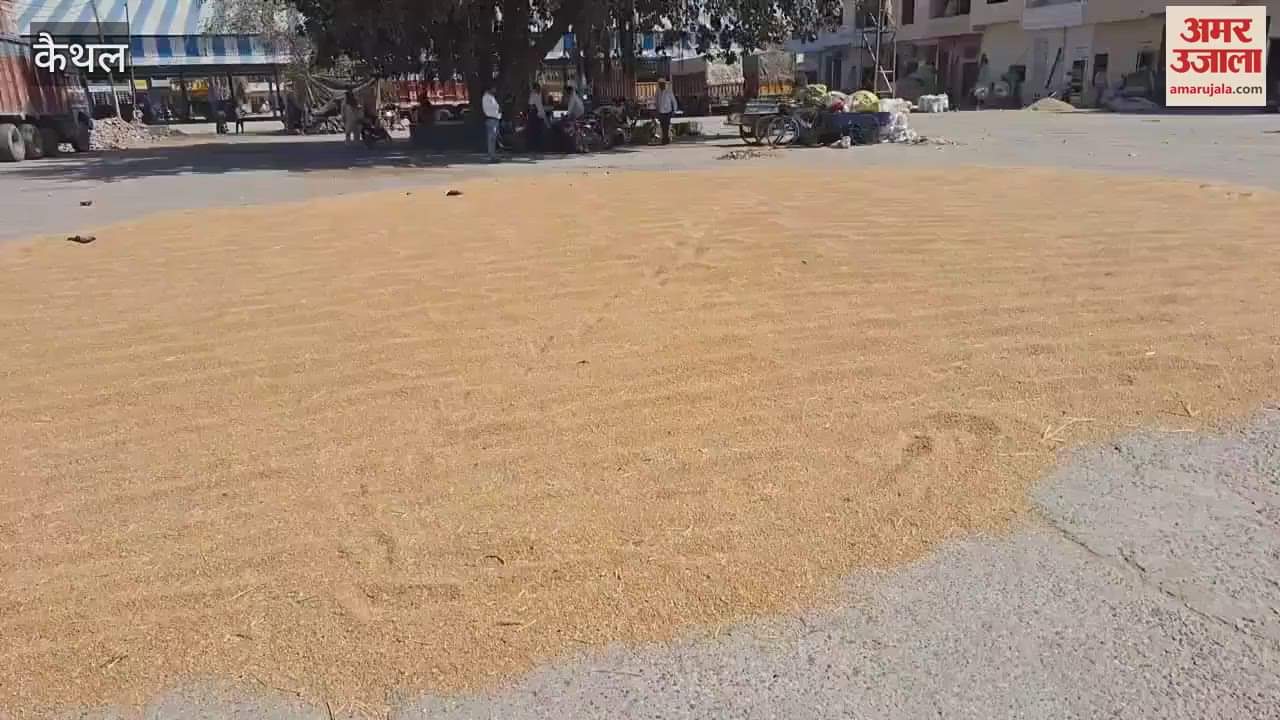 VIDEO : Wheat crop reached the grain market in Kaithal, but was not purchased due to high moisture content