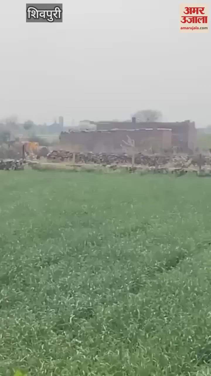 Shivpuri News: Leopard entered the residential area of Shivpuri