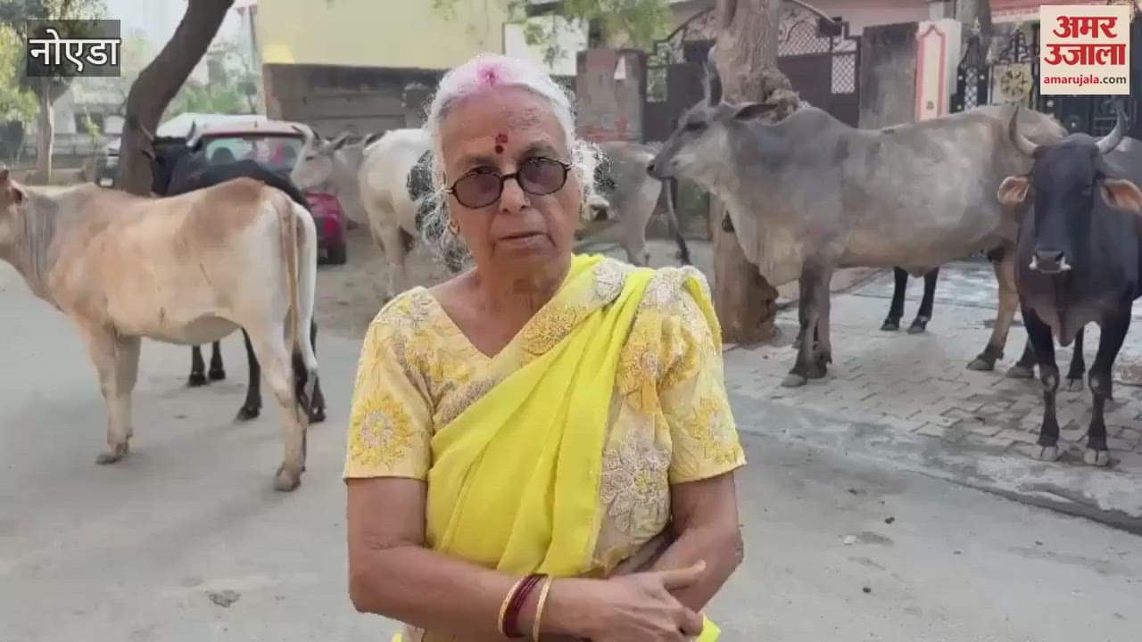 VIDEO : People of Sector Beta-1 of Greater Noida are troubled by cattle