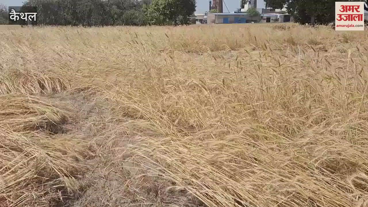 VIDEO : Wheat harvesting started in Kaithal, no wheat arrival in any market even on the third day