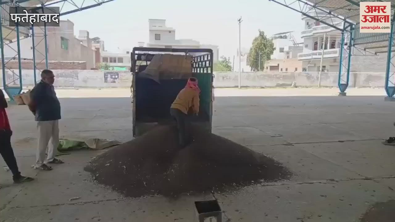 VIDEO : फतेहाबाद की अनाज मंडियों में जौ व सरसों की आवक में हुई बढ़ोतरी