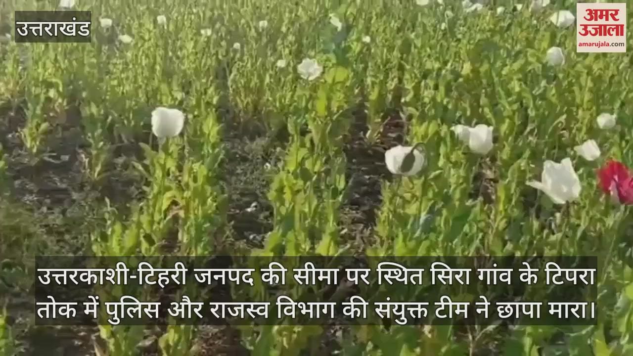 VIDEO : Big action against drug addiction in Uttarkashi illegal opium cultivation spread over 25 naali destroyed