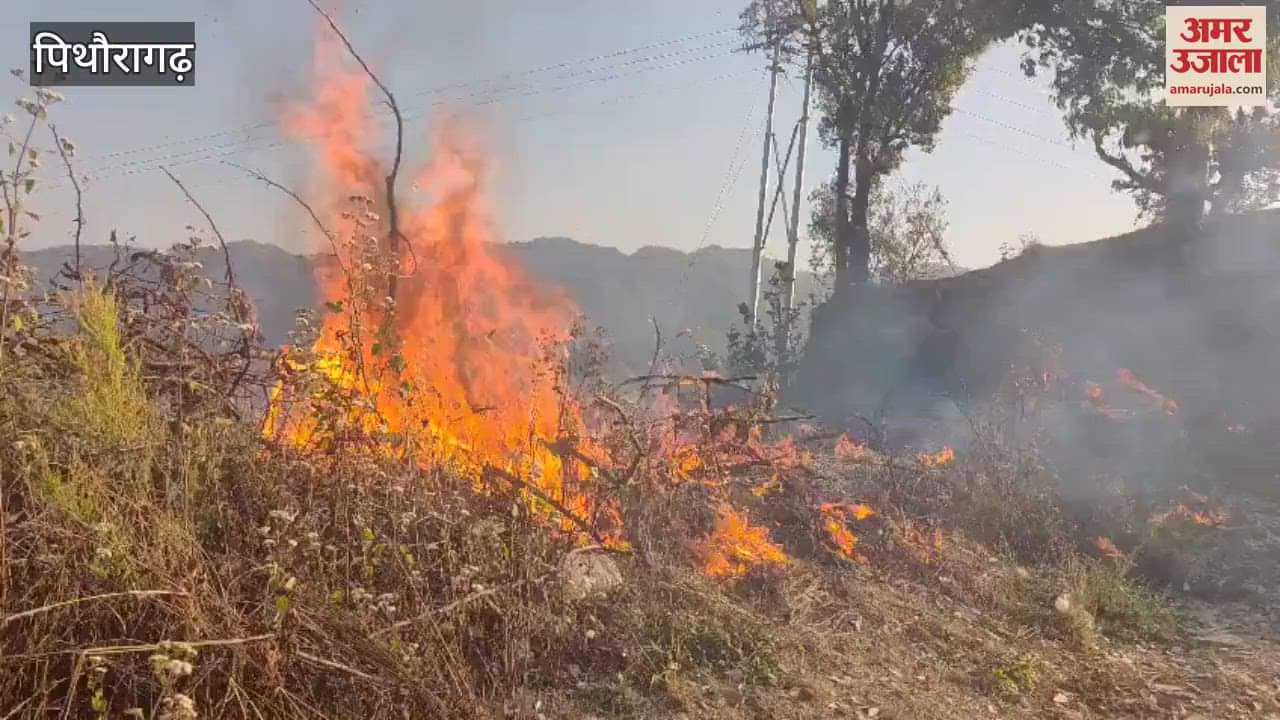 VIDEO : नैनीपातल के जंगल में धधकी आग, लाखों की वन संपदा जली