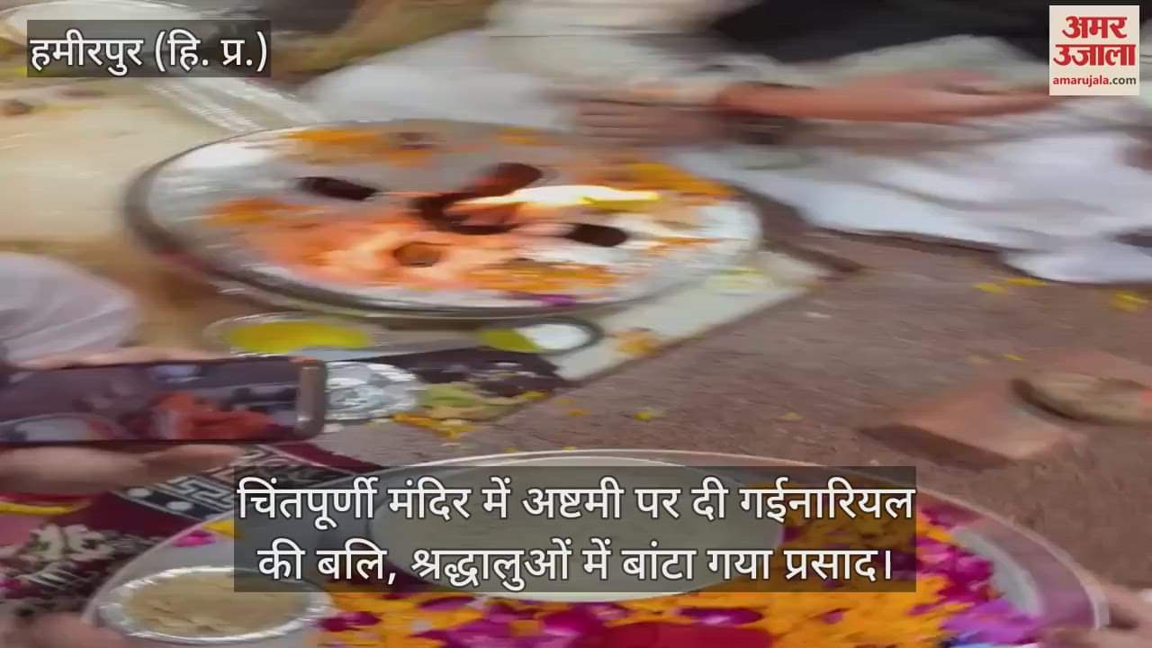 VIDEO : Coconut sacrifice was made on Ashtami in Chintapurni temple, prasad was distributed among the devotees
