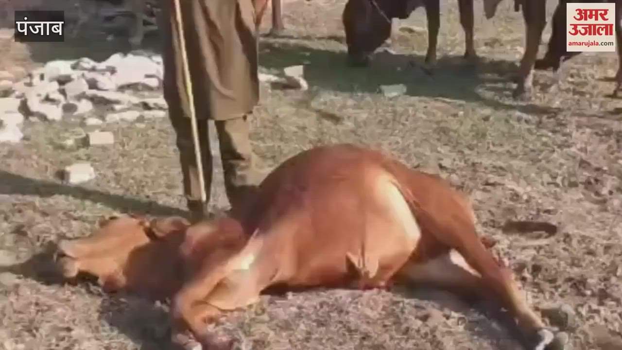 VIDEO : Farmer arrested for killing cow in Faridkot