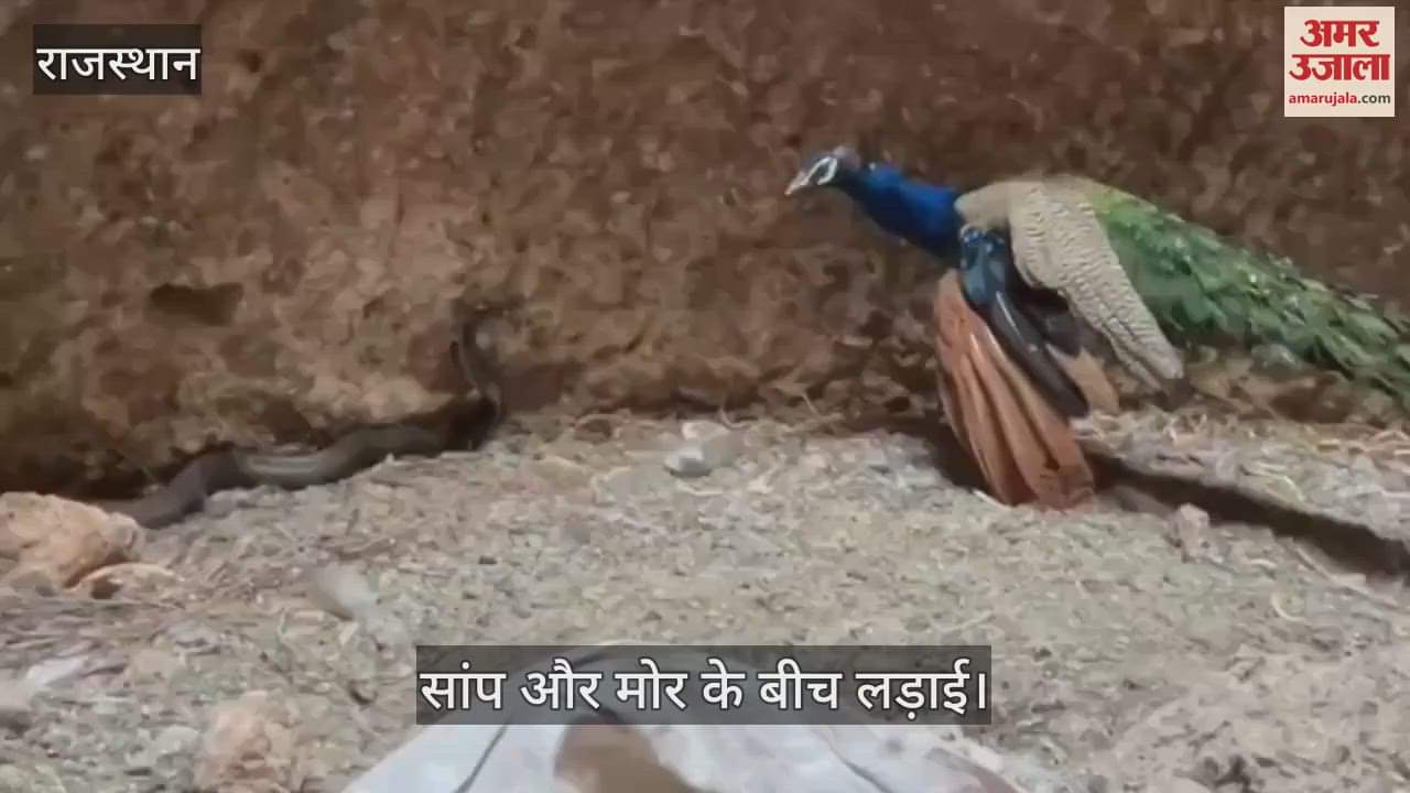 Barmer News When snake and peacock came face to face in a dry well watch video of fight between two