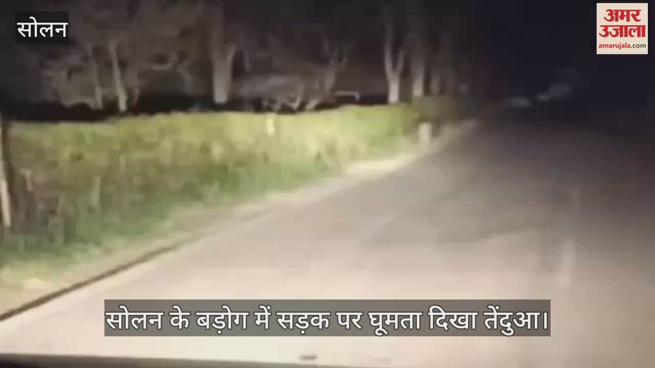 VIDEO : Leopard seen roaming on the road in Barog, Solan