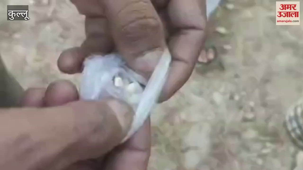 VIDEO : local committee caught 11 youths consuming chitta in seven days Kullu Kolibehda area