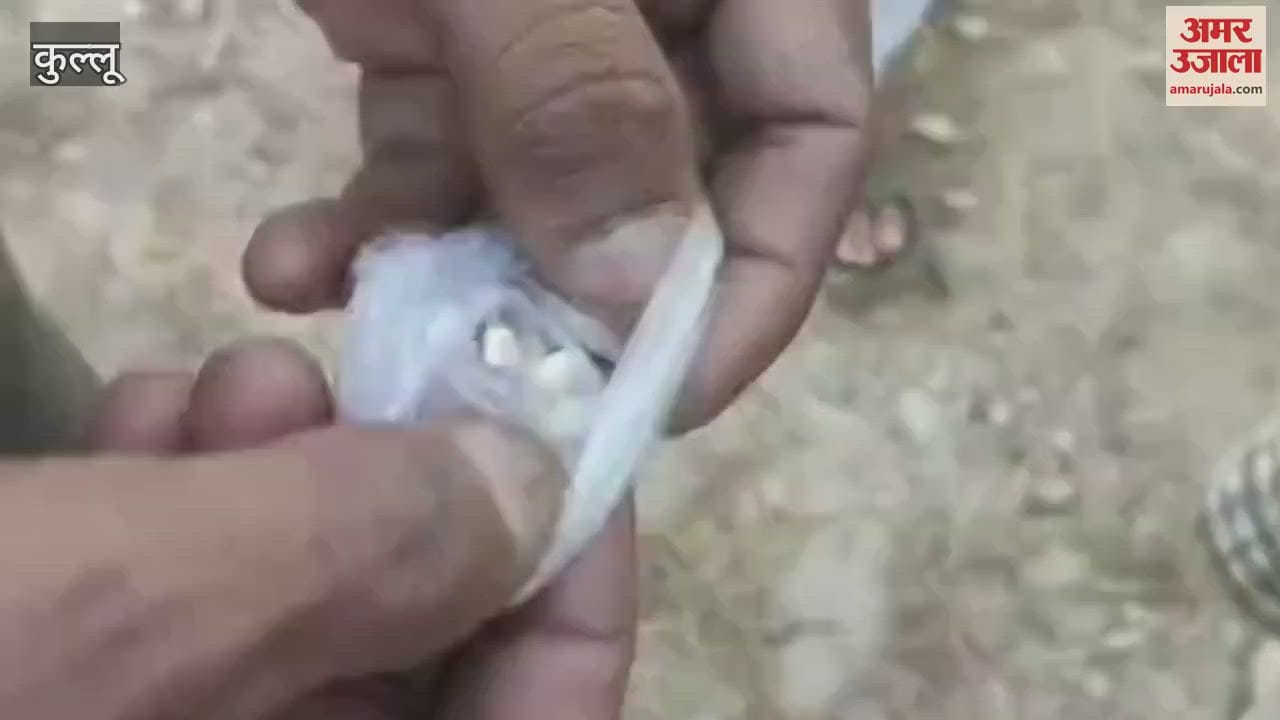 VIDEO : local committee caught 11 youths consuming chitta in seven days Kullu Kolibehda area