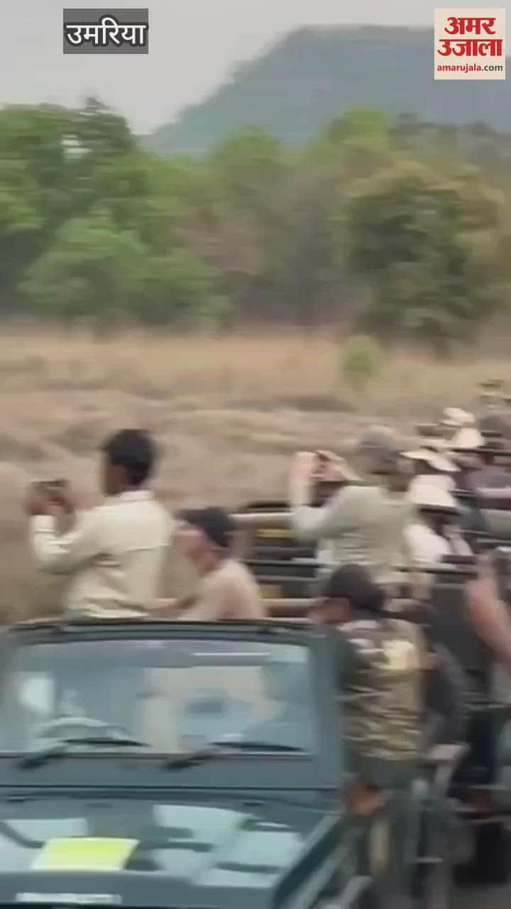 Umaria News: Tiger and elephant seen together in Bandhavgarh Tiger Reserve