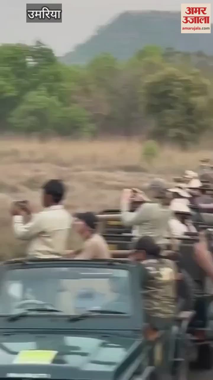 Umaria News: Tiger and elephant seen together in Bandhavgarh Tiger Reserve
