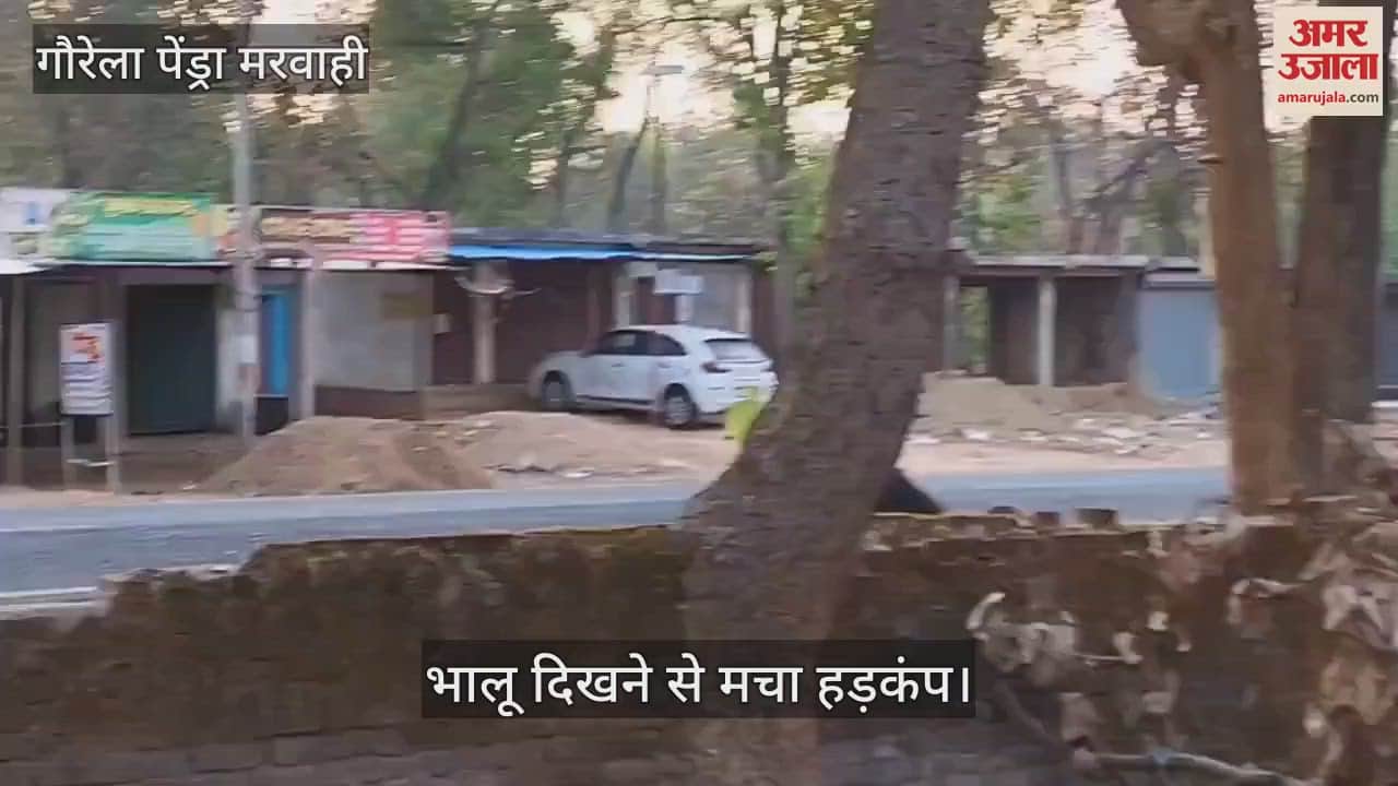 VIDEO : There was a stir after a bear was seen in a residential area