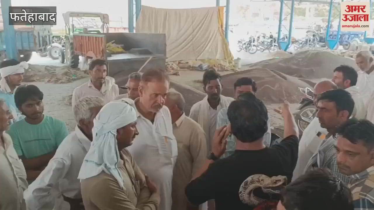 VIDEO : In Fatehabad grain market, the sacks for the purchase of mustard ended, farmers expressed anger