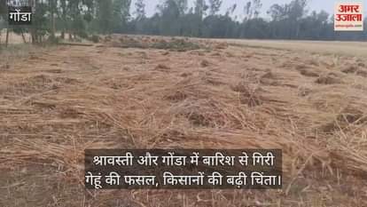 VIDEO : श्रावस्ती और गोंडा में बारिश से गिरी गेहूं की फसल, किसानों की बढ़ी चिंता