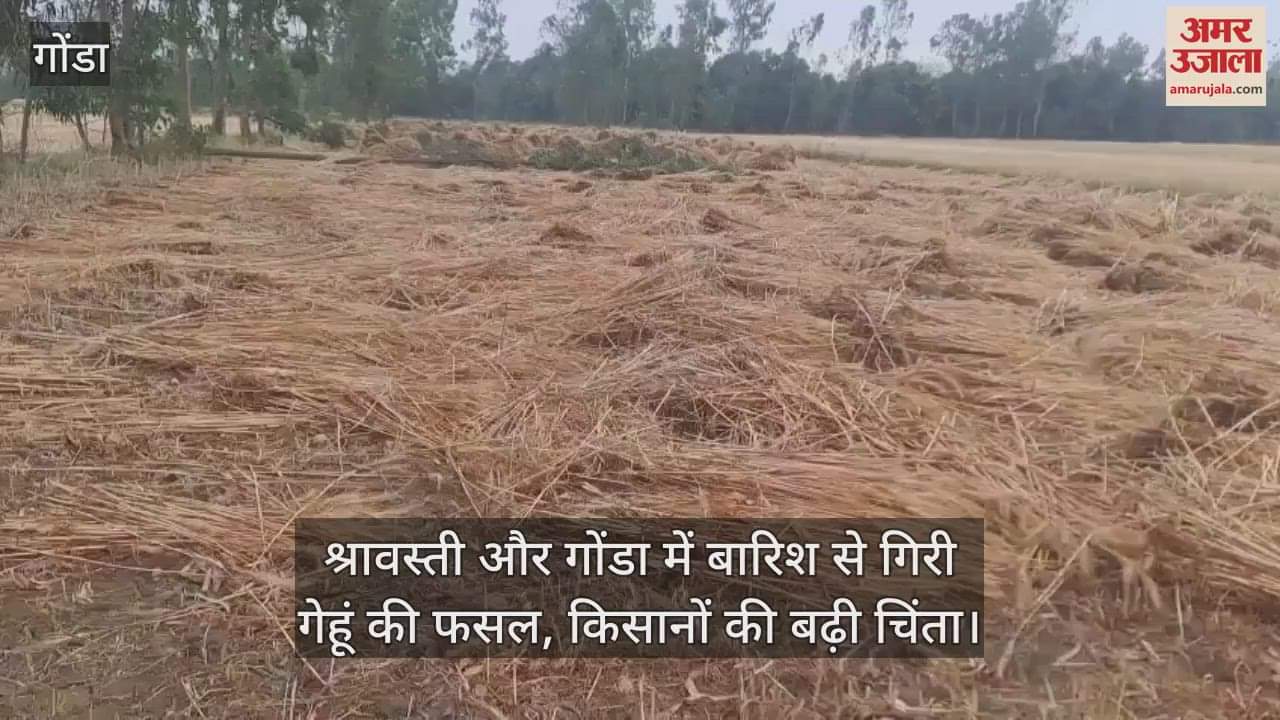 VIDEO : श्रावस्ती और गोंडा में बारिश से गिरी गेहूं की फसल, किसानों की बढ़ी चिंता