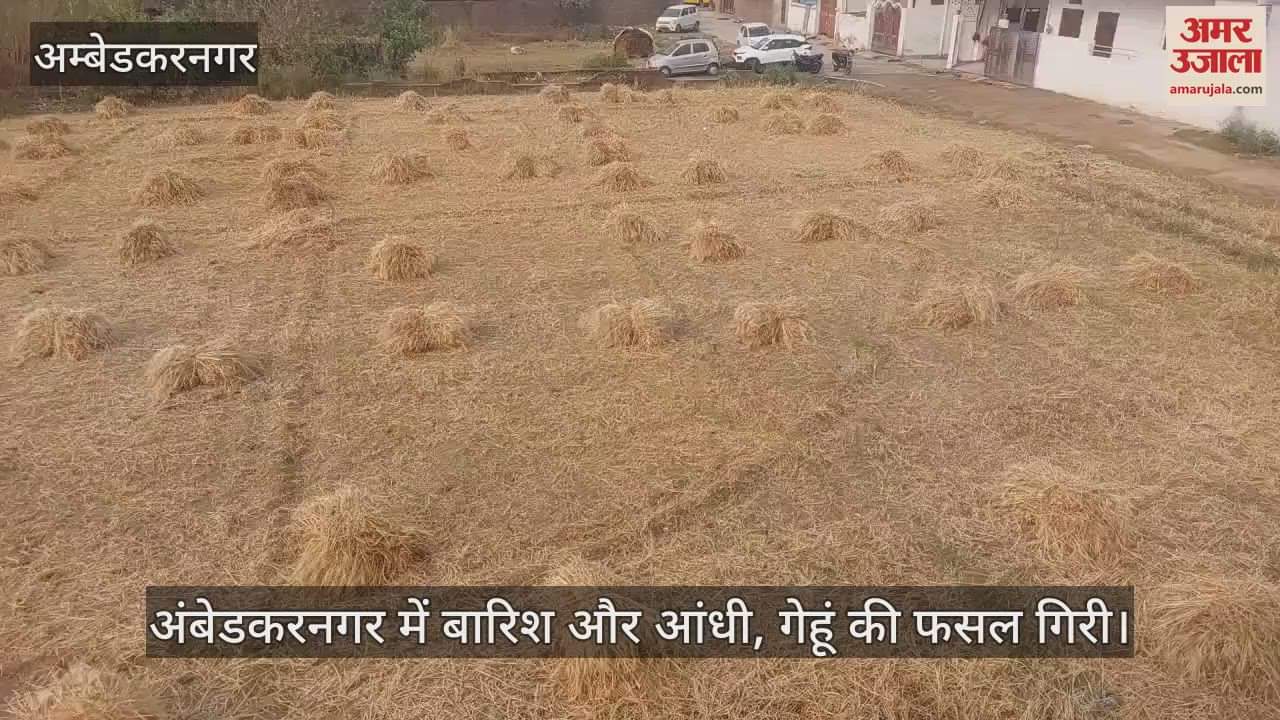 VIDEO : अंबेडकरनगर में बारिश और आंधी, गेहूं की फसल गिरी