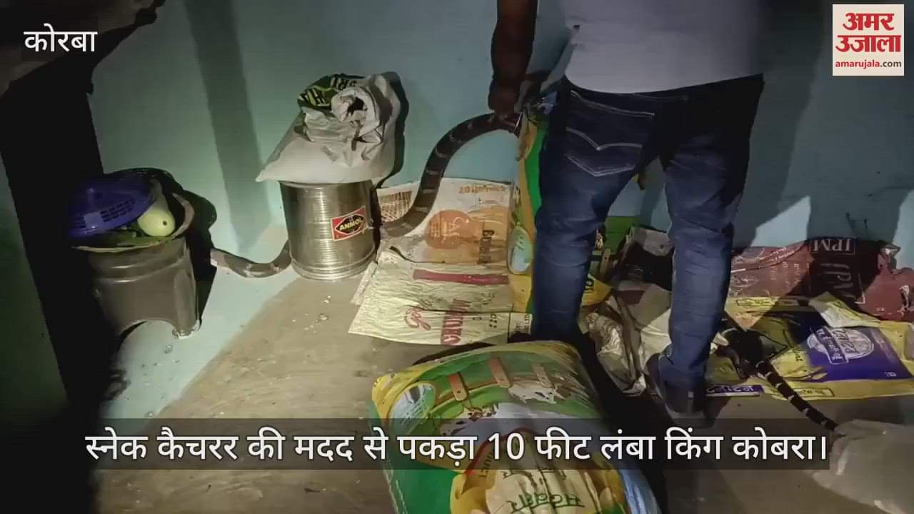 VIDEO : 10 feet long king cobra rescued from farmer house in korba