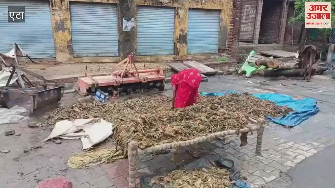 VIDEO : Tobacco crop got wet due to rain wheat also got damaged