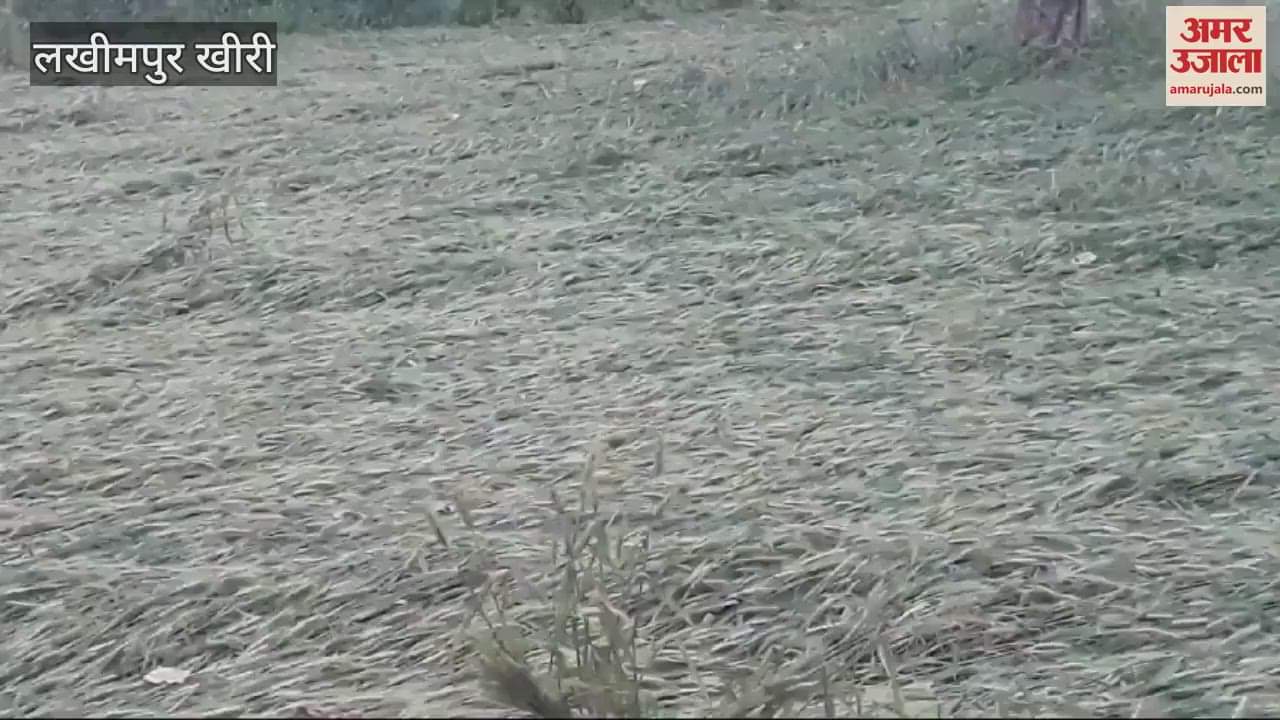 VIDEO : hailstorm with rain in Lakhimpur Kheri