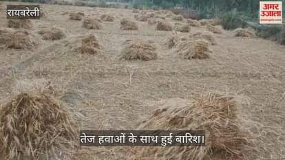 VIDEO : Raebareli: किसानों के चेहरे पर छाई चिंता की लकीरें, गेहूं की फसल को नुकसान