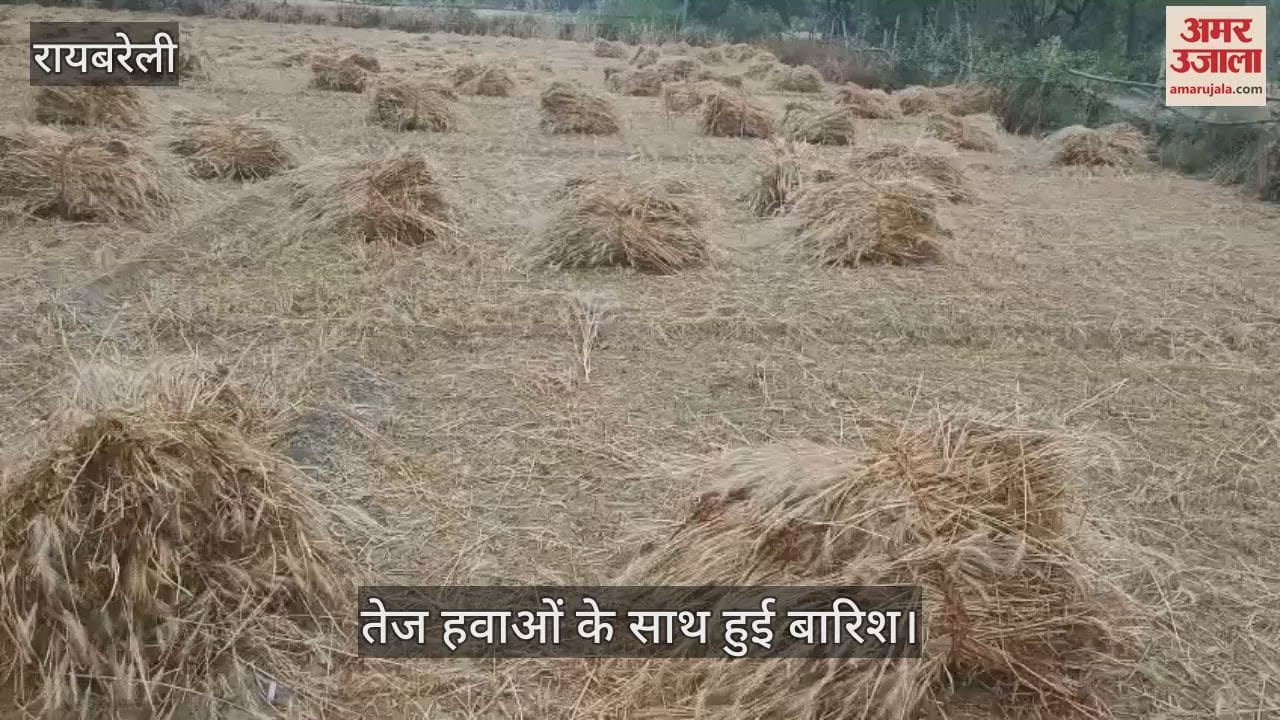 VIDEO : Raebareli: किसानों के चेहरे पर छाई चिंता की लकीरें, गेहूं की फसल को नुकसान