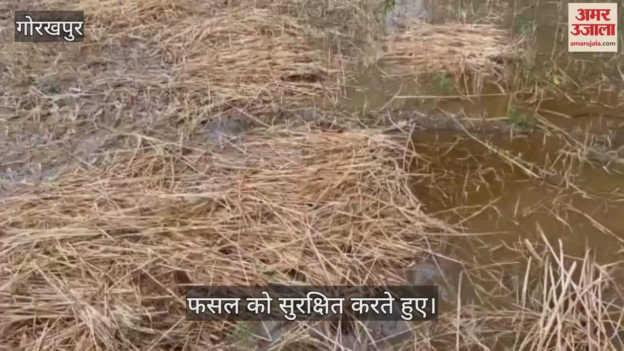 VIDEO : Efforts to save crops have begun as rain clouds have arrived, farmers are getting worried