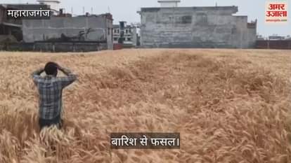 VIDEO : Rain damages wheat crop