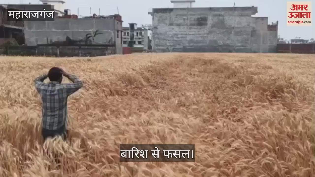 VIDEO : Rain damages wheat crop