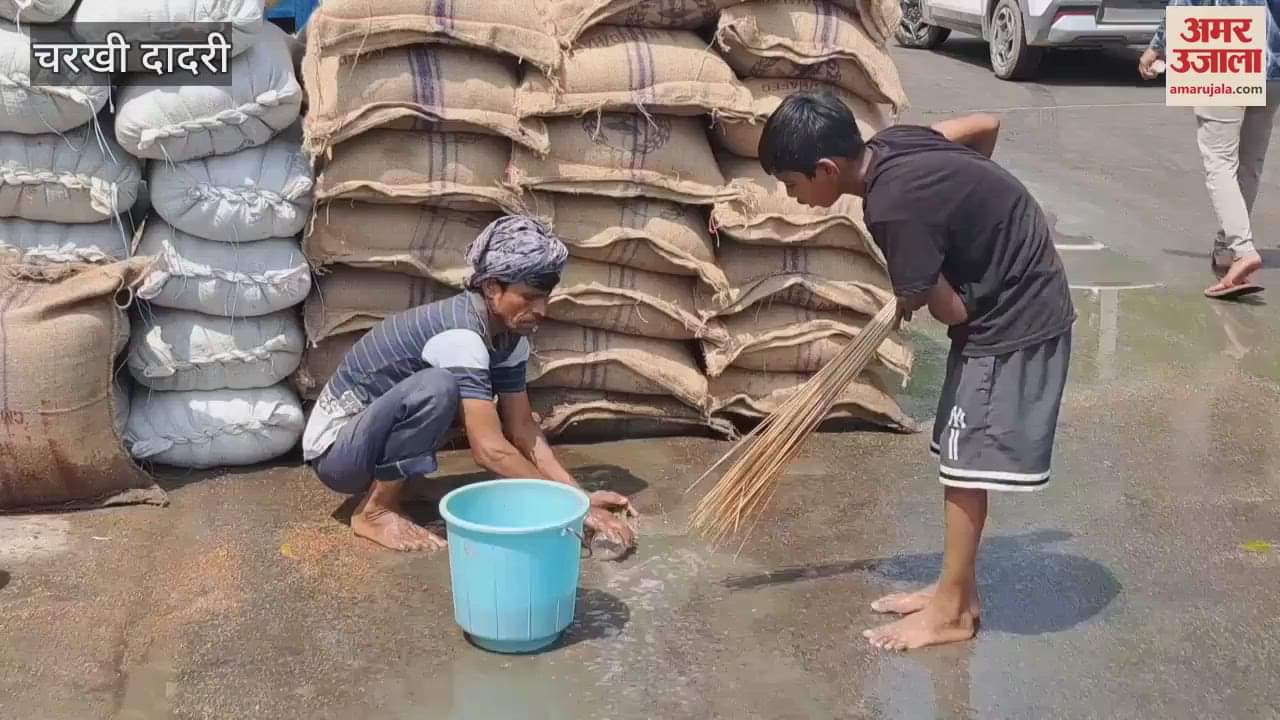 VIDEO : चरखी दादरी मंडी में बारिश से भीगी गेहूं व सरसों की फसल