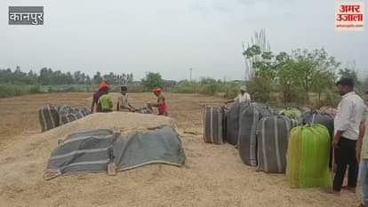 VIDEO : Rain damages wheat crop, straw gets wet