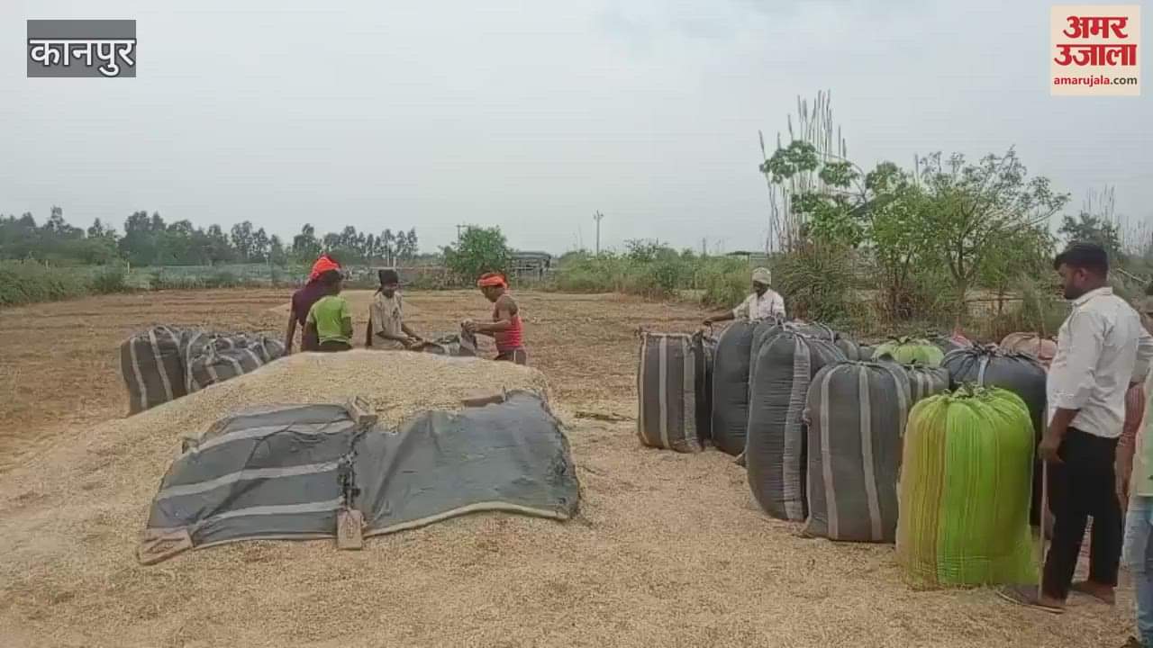 VIDEO : Rain damages wheat crop, straw gets wet
