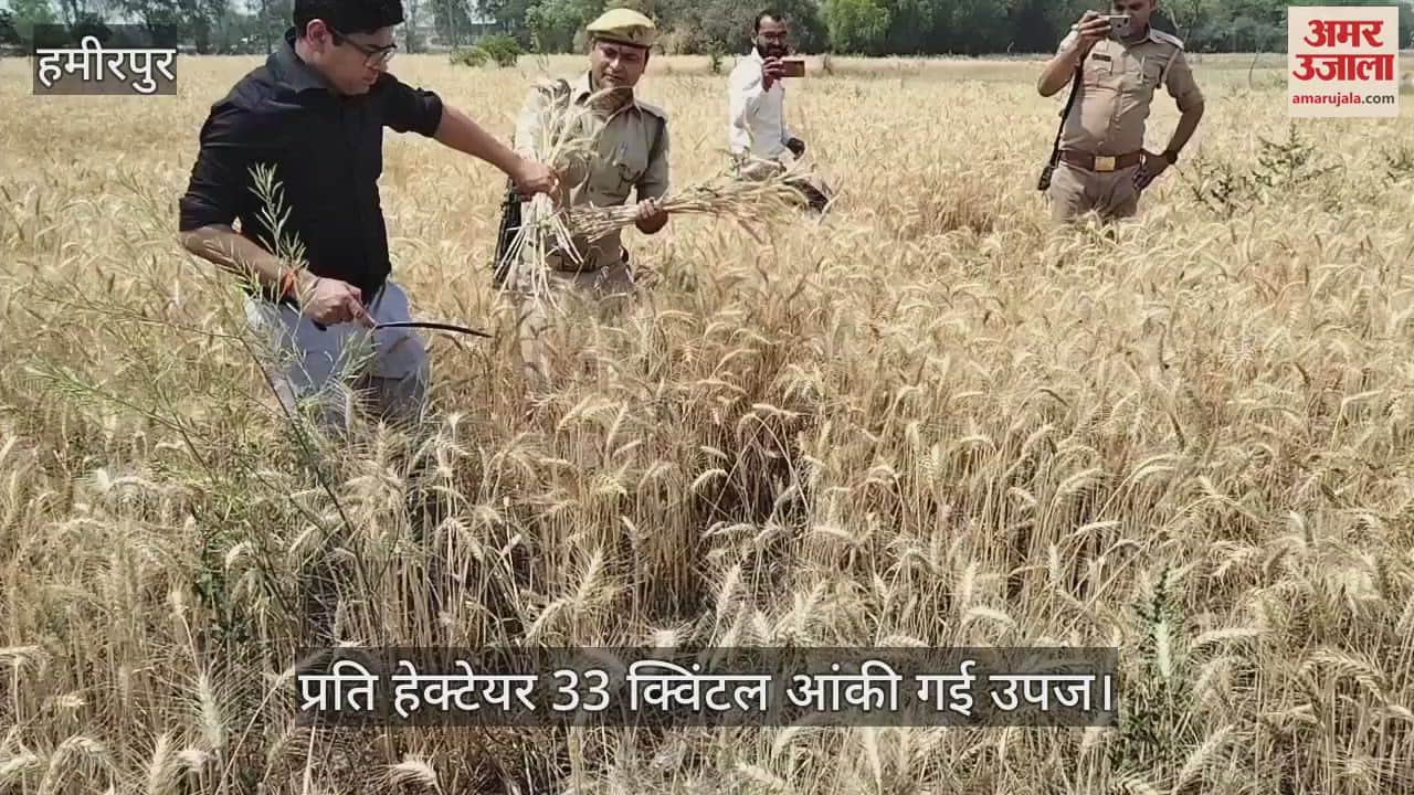 VIDEO : हमीरपुर के जिलाधिकारी ने खेत में काटी गेहूं की फसल, बोले- कृषि उपज की रिपोर्ट शासन को भेजी जाएगी