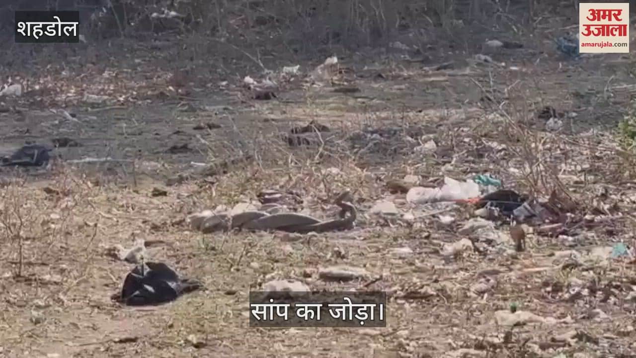 MP News Snakes antics in Shahdol excitement spread among villagers watch video
