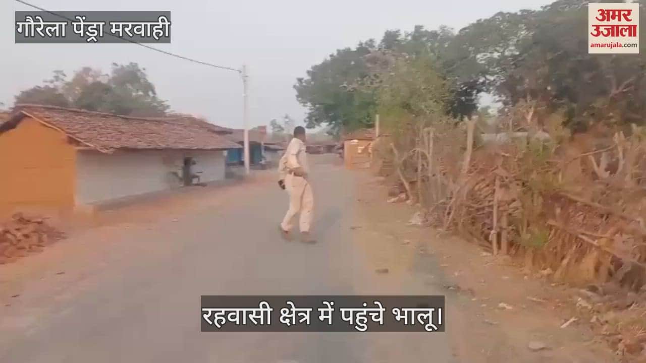 VIDEO : Bears reached residential area of Gaurela Pendra Marwahi forest department drove towards forest